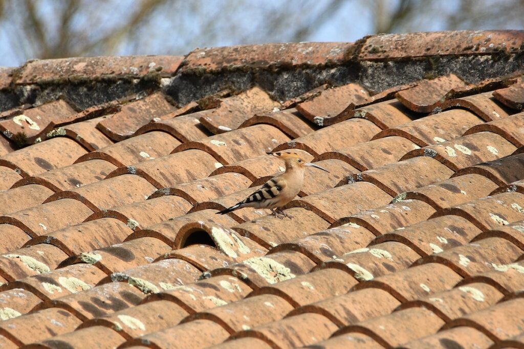 Bird on the roof shingles